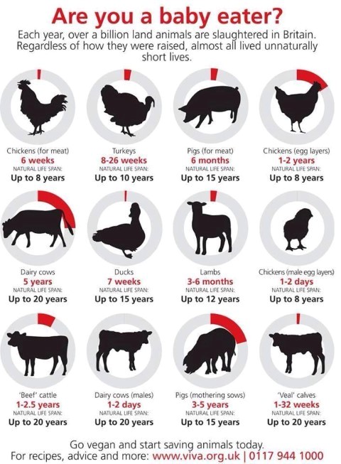 Average Slaughter Age Of Commonly Farmed Animals Clearly Veg,Best Emergency Food Rations